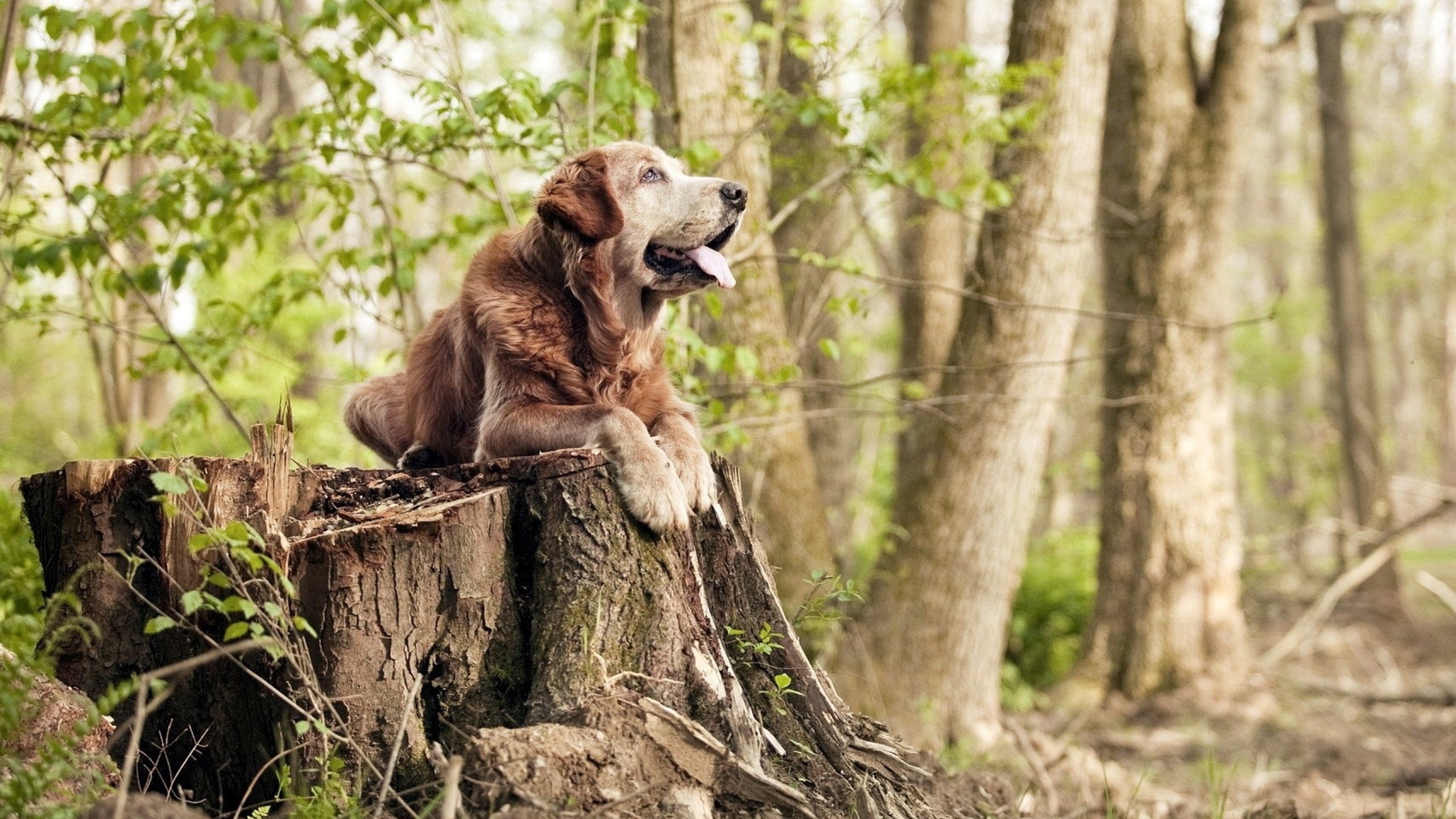 DNA决定命运，格纳布里与利物浦用两种爆发，写同一部现代足球铁律