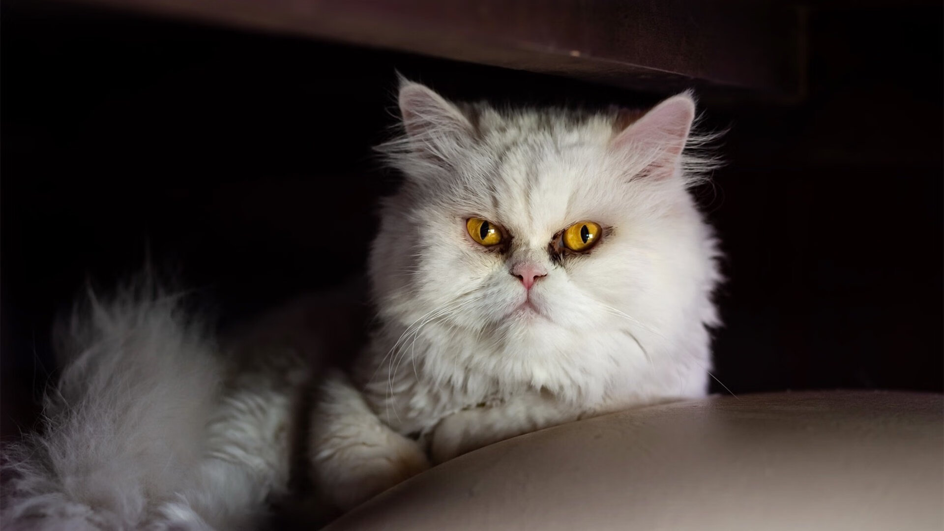 从底特律到墨西哥城，一场篮球智慧的跨洲递解