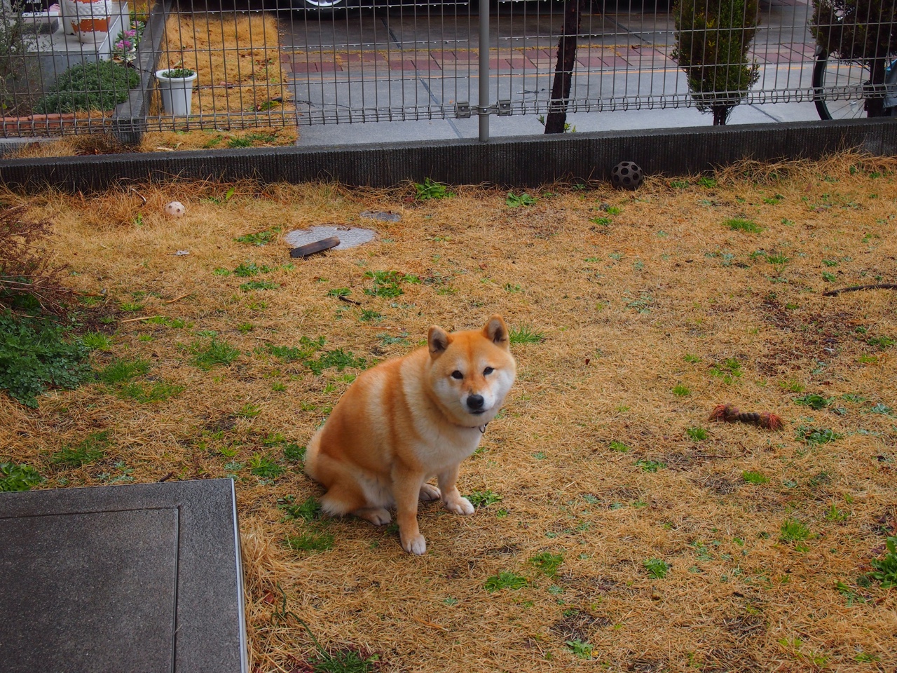 东契奇奏响篮球欧冠狂想曲，当半决赛之夜见证攻防两端的绝对统治