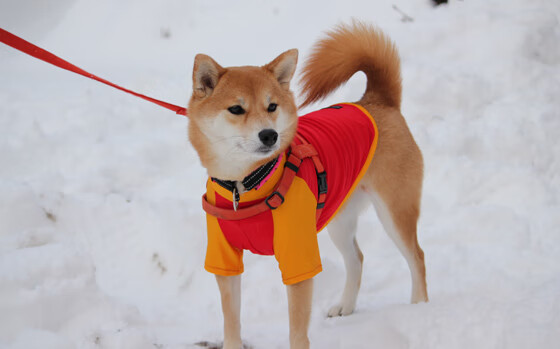 新火炬灼伤旧王朝，切特用一场完美定义未来