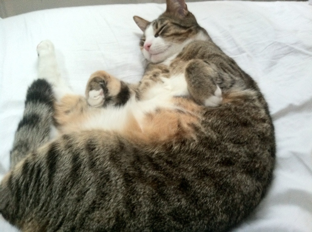 雷火电竞app-跨越时空的体育对话，老鹰的窒息封印与乔治的圣西罗之光