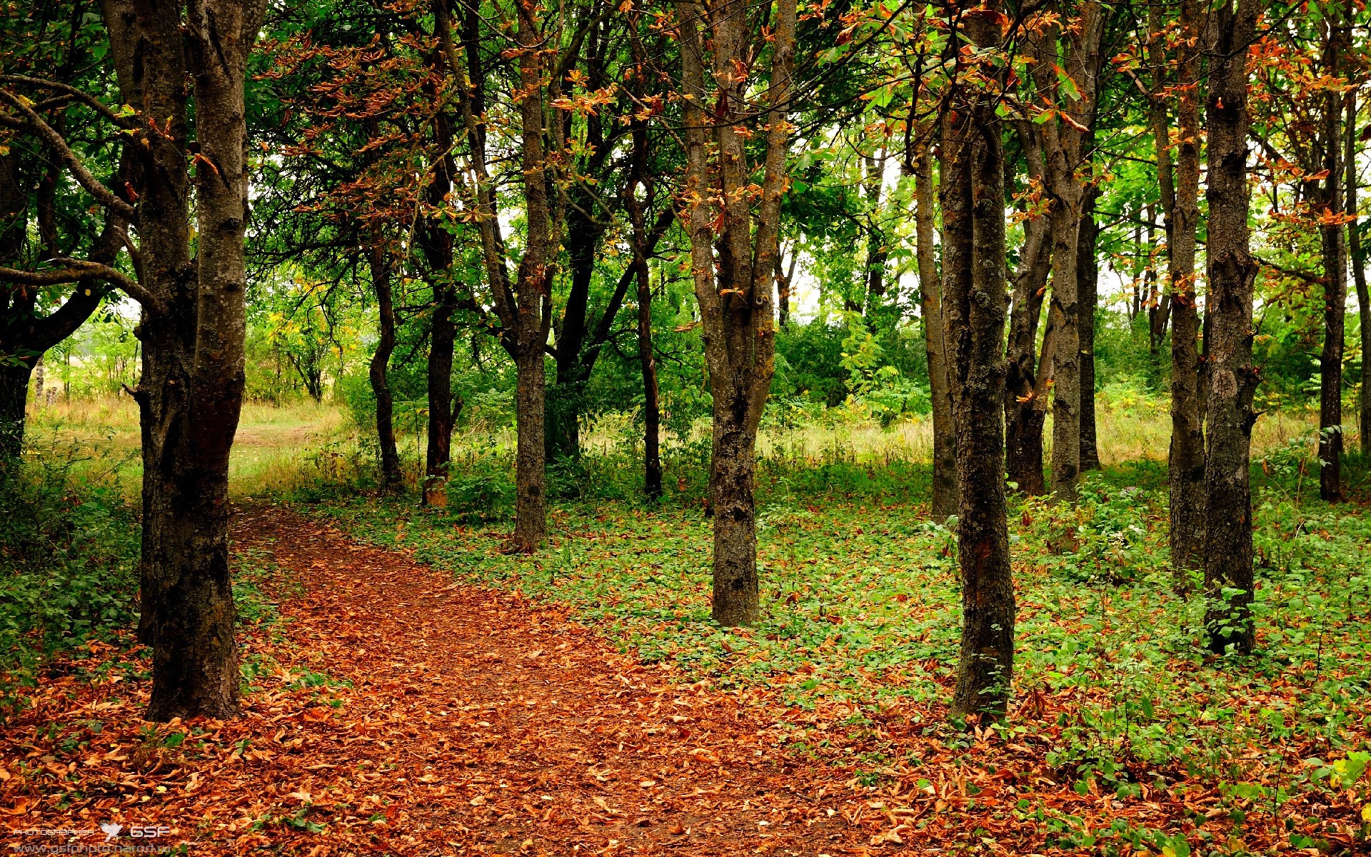 一个篮球巨星如何定义世界杯之夜，恩比德的存在感艺术