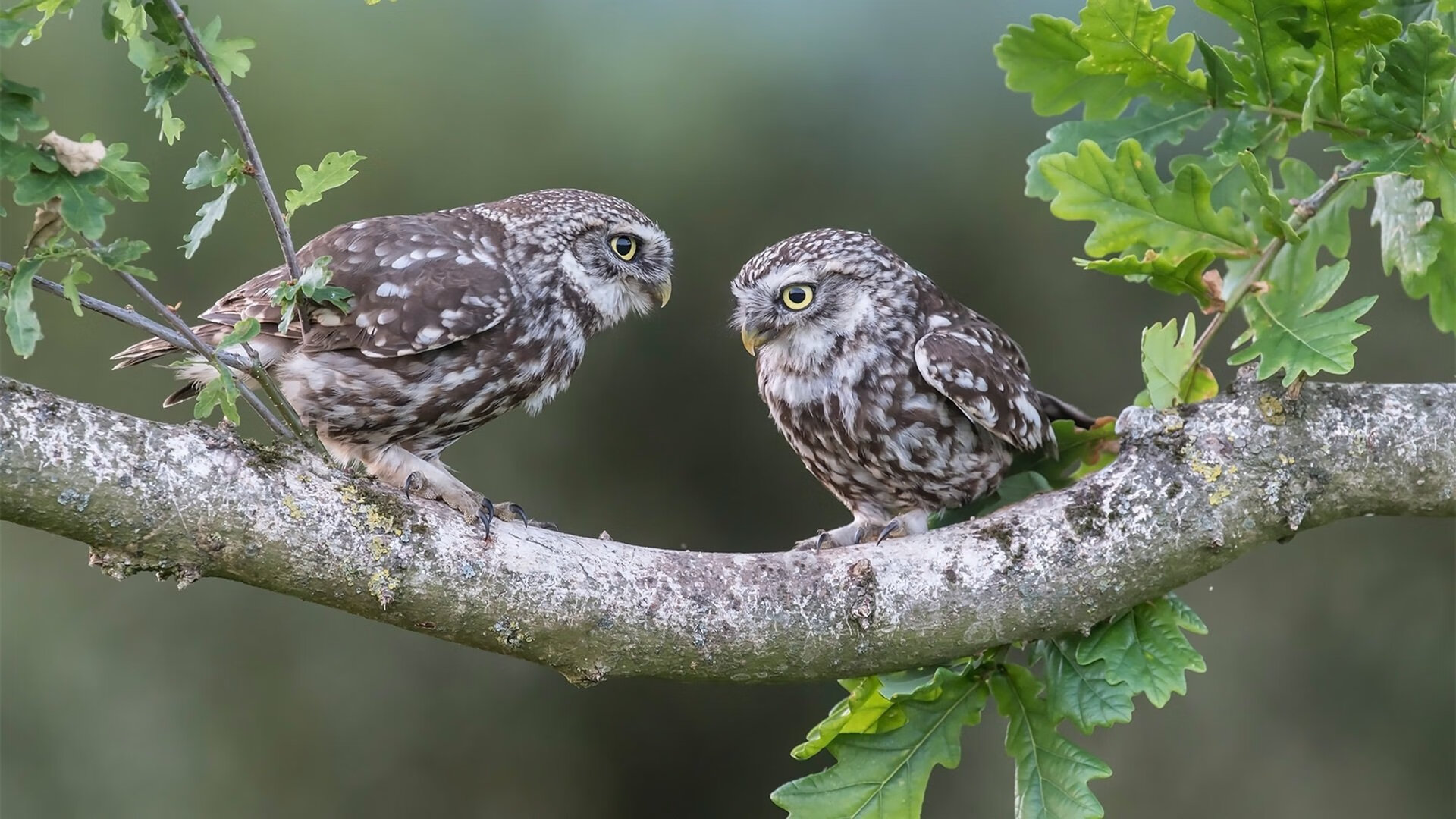 拉文之夜，他用一场攻防教科书，让盐湖城奏响胜利狂想曲